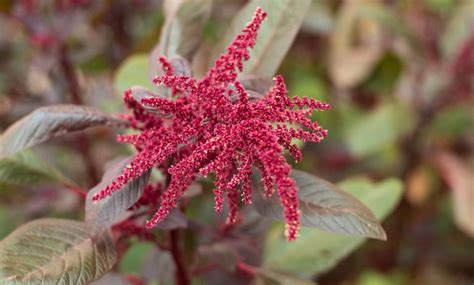 Amaranth How To Grow It Planting Care And Harvest Complete Gardering