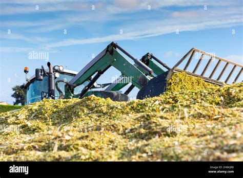 Harvesting Of Silage Stock Photo Alamy