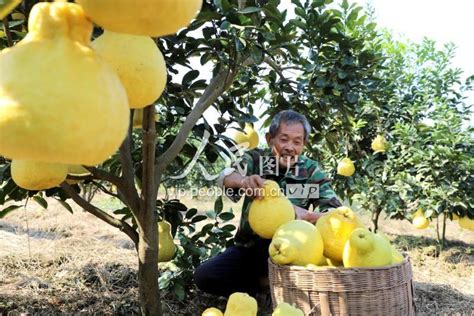 四川泸州柚到丰收季 人民图片网