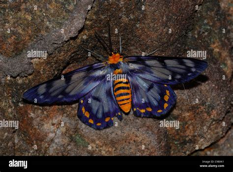 Moth Kakadu National Park Nt Australia Black Blue Stock Photo Alamy