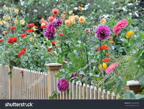 Garden With Dahlias Stock Photo 220600405 : Shutterstock