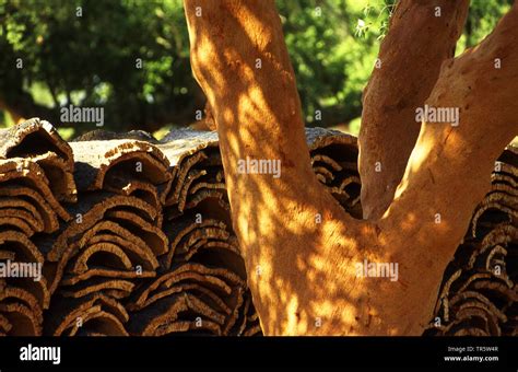 cork oak (Quercus suber), harvesting of cork, Portugal, Alentejo Stock Photo - Alamy