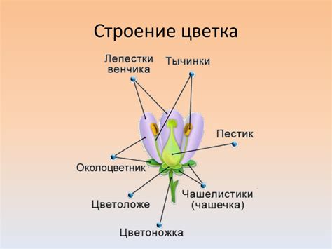 Цветок. Строение цветка - презентация онлайн