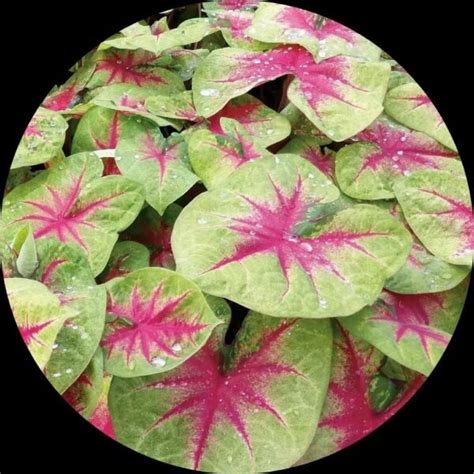 buy caladium heart beauty pink heart leaves shade plant