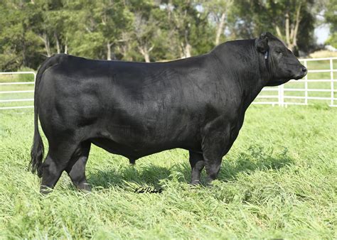 SEO Ultra Provider Semen — The Judge Source LLC