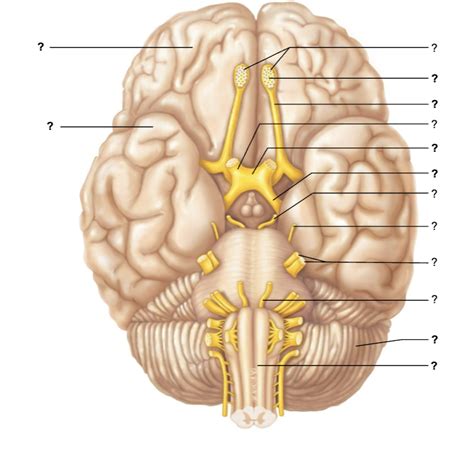 Lesson 9 Ventral Aspect Of The Human Brain Showing The Cranial Nerves