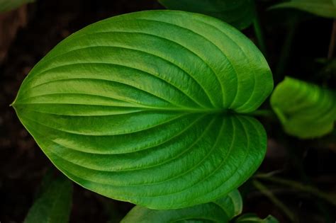 Premium Photo Fresh Vibrant Green Leaves Hosta Plant Low Key Top View