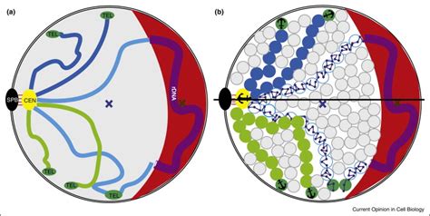 Two schematic representations of the yeast nucleus. (a) Yeast nucleus ...