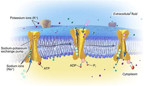 Pitt Medical Neuroscience Membrane Potentials