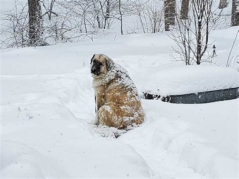 10 Things You Should Know About The Anatolian Shepherd Great Pyrenees Mix