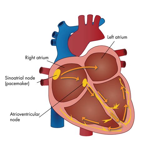 Cardiac Conduction System Diagram Blank Conduction Cardiac