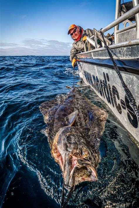 Atlantic Halibut Fishing | Norway & Iceland | Sportquest Holidays