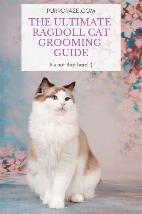 The Ultimate Ragdoll Cat Grooming Guide Purr Craze