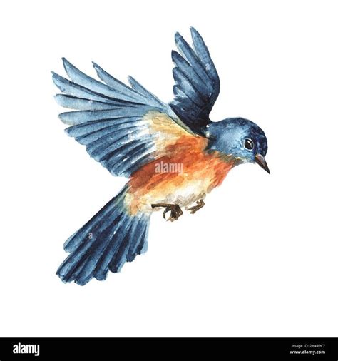 Watercolour Bluebird in 2024 | Flying bird drawing, Bird watercolor paintings, Bird painting acrylic