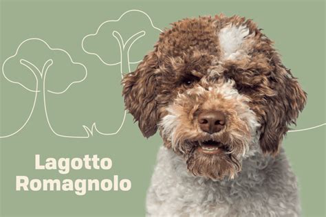 Informazioni E Caratteristiche Della Razza Del Cane Lagotto Romagnolo