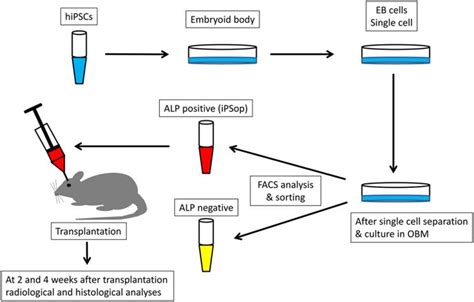 Transplantation Of Human Induced Pluripotent Stem Cells Carried By Self