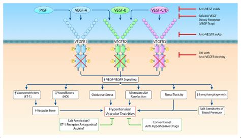 Pathophysiological Mechanisms Underlying VEGF Vascular Endothelial