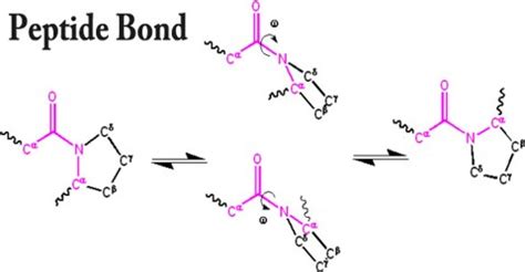 Peptide Bond - Assignment Point