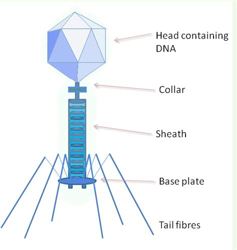 Draw A Labelled Diagram Of Bacteriophage