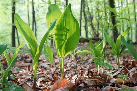 B Rlauch Erkennen Vorsicht Beim Pfl Cken Gartenflora