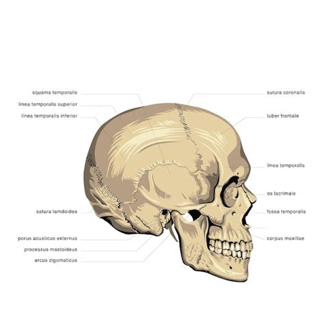 Seite Anatomie Des Kaefers Vektoren Und Illustrationen Zum