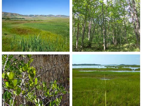 National Wetland Condition Assessment Report | US EPA