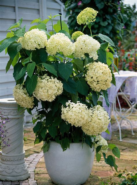 Hydrangea Arborescens Annabelle