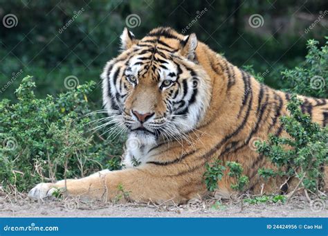 A Grown Tiger Lying In Grass Stock Photo Image Of Relax Pose