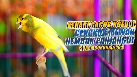 SUARA BURUNG 194 Kenari GACOR PANJANG INI Cocok Untuk Masteran KENARI