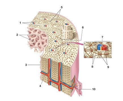 bone cell Diagram | Quizlet