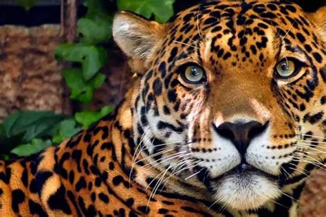 Animais Da Amazonia