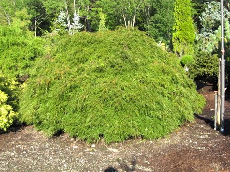 Acer Palmatum Dissectum Viridis Hickory Hollow Nursery And Garden