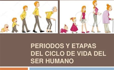 Periodos Y Etapas Del Ciclo De Vida Del Ser Humano El Desarrollo Humano Nbkomputer