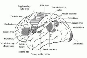 Primary auditory cortex - Location, Function and Pictures