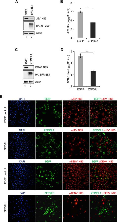 Zinc Finger Protein ZFP36L1 Inhibits Flavivirus Infection By Both 5 3