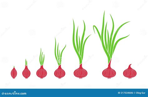 Crop Stages Of Onion Growing Onion Plants Bulbs Life Cycle Vector