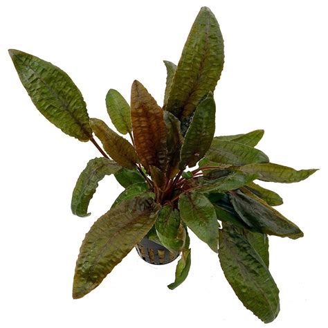 Cryptocoryne Wendtii Aquatic Plants Easy Scape