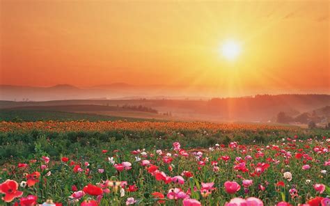 Summer flowers wallpaper - beautiful desktop wallpapers 2014