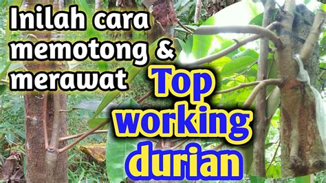 Cara Perawatan Hasil TOP WORKING Pohon Durian Agar Cepet Besar YouTube