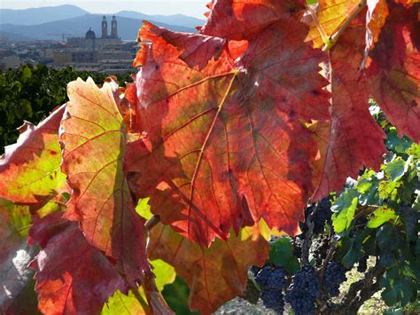 El Garraf En Imatges Sant Pere De Ribes