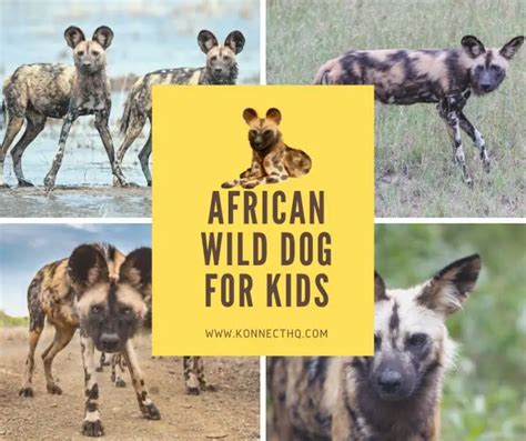 African Wild Dog facts for Kids - KonnectHQ