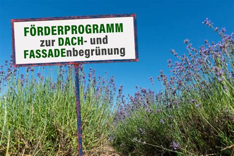 Dachbegrünung Förderung Ihr Gartenprofi gartentyp