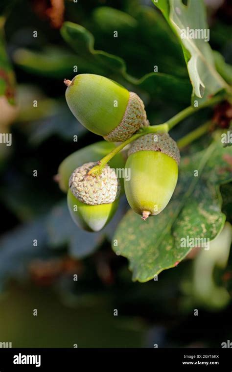 Acorns And Cups Fruits Of The English Oak Tree Quercus Robur Close