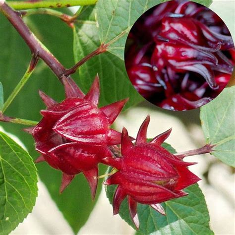 Hibiscus Sabdariffa Roselle Seeds ORIGINAL Flower Bonsai Etsy