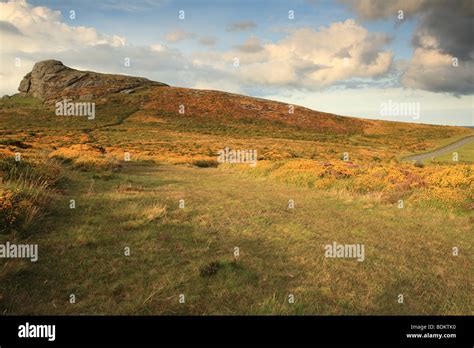 Summer Of View Haytor Surrounded By Gorse Bloom Dartmoor Devon