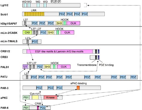 PDF Role Of Lgl Dlg Scribble In The Regulation Of Epithelial Junction