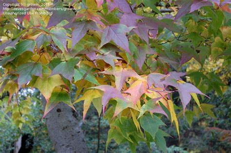 Plantfiles Pictures Liquidambar Species Formosa Sweetgum Sweet Gum