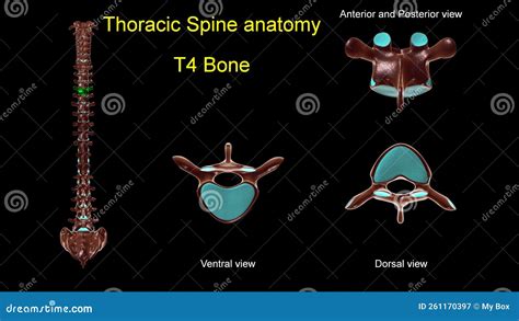 Espina Torácica T 4 Anatomía ósea Para El Concepto Médico 3d