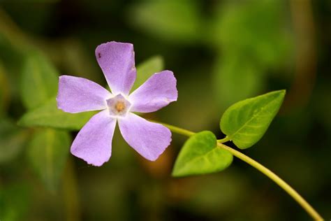 Fotos gratis paisaje naturaleza fotografía hoja púrpura pétalo