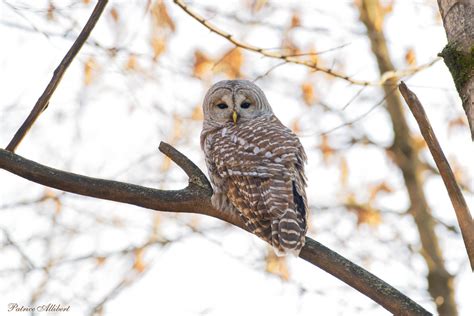 Chouette Ray E Barred Owl Patrice Allibert Flickr